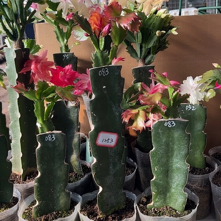 聚***聚当前无花朵，栽培后可花朵083