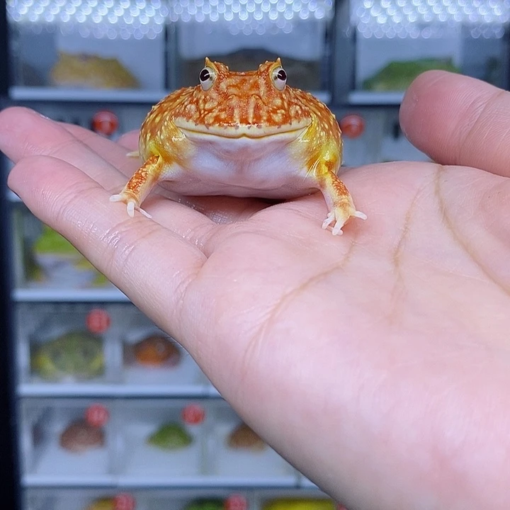 特价秒杀现货特价草莓