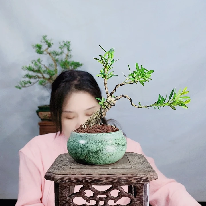 无花朵用****2皱皮雀舌黄杨盆景