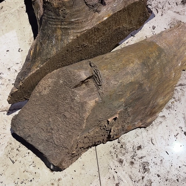 壹***）小叶桢楠原材料原材料