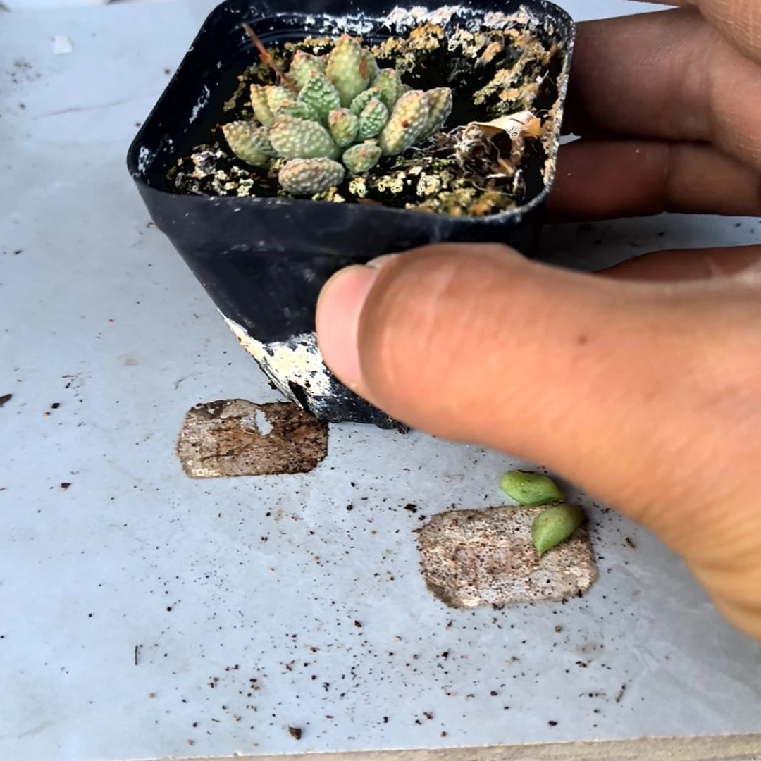 满6元包邮，火星兔子方盆