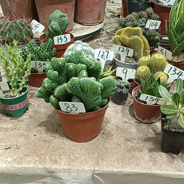 无花朵姚**?五指山，，，，，，，，，，