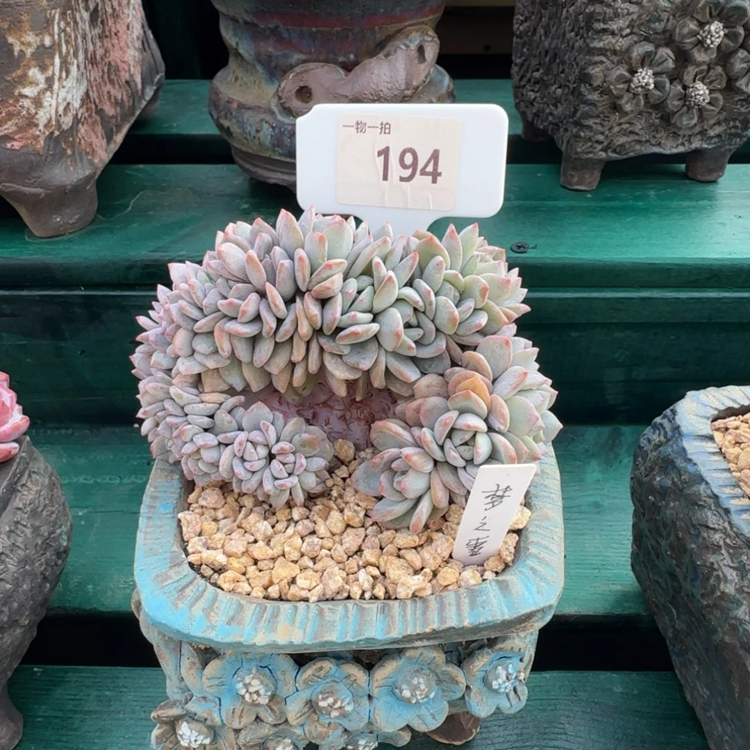 顾***琦解忧一物一拍194梦之雪