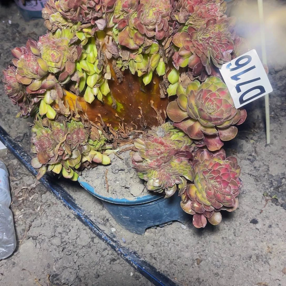 抹茶法师32//—30包邮