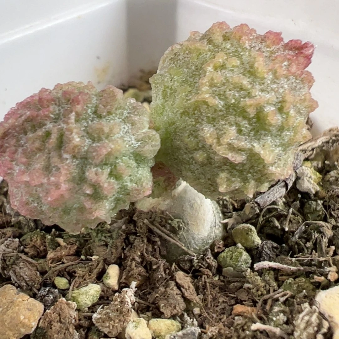 美系绿幽灵爆炸纹单头纯木质桩多肉