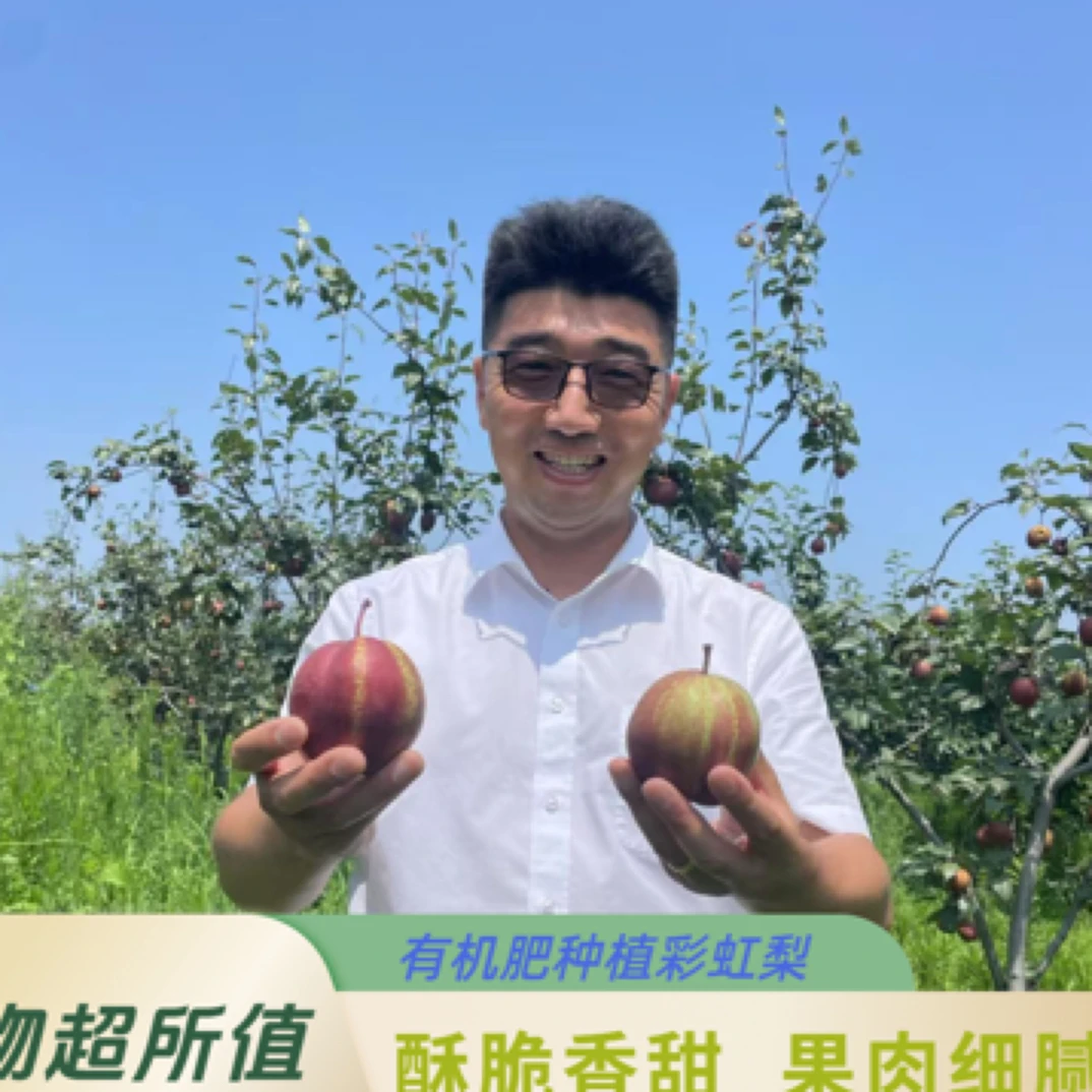 【彩虹梨-有机肥种植】露天彩虹梨  脆甜多汁  12只装顺丰包邮