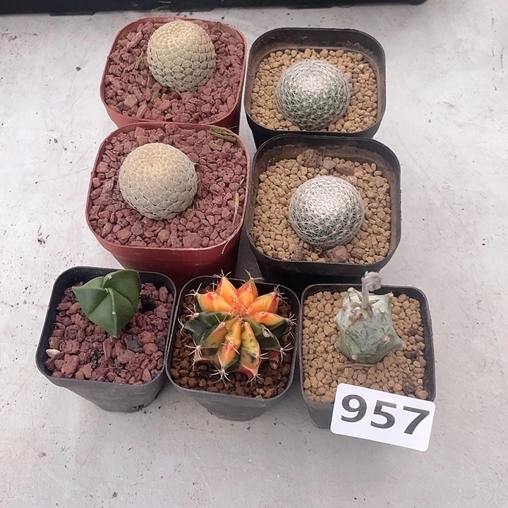 随***6957龙鳞大戟一共7颗