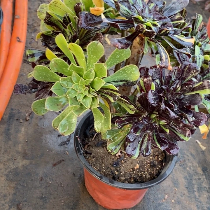 水墨丹青17多肉植物法师法师