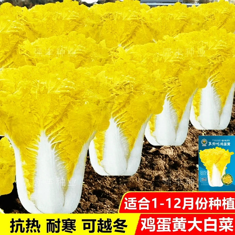 鸡蛋黄奶油大白菜种子真好吃黄心快菜种籽耐热四季播蔬菜种子厂家