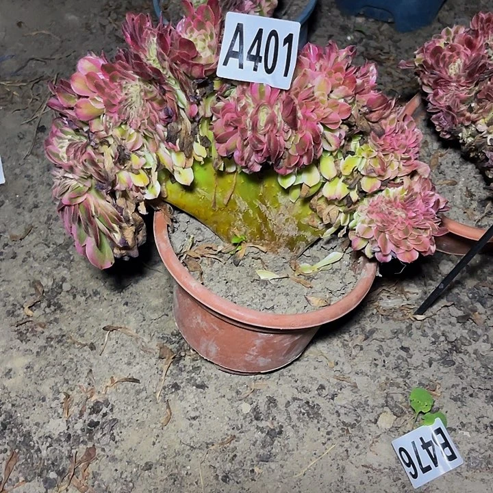 无花朵倾城法师16—6包邮