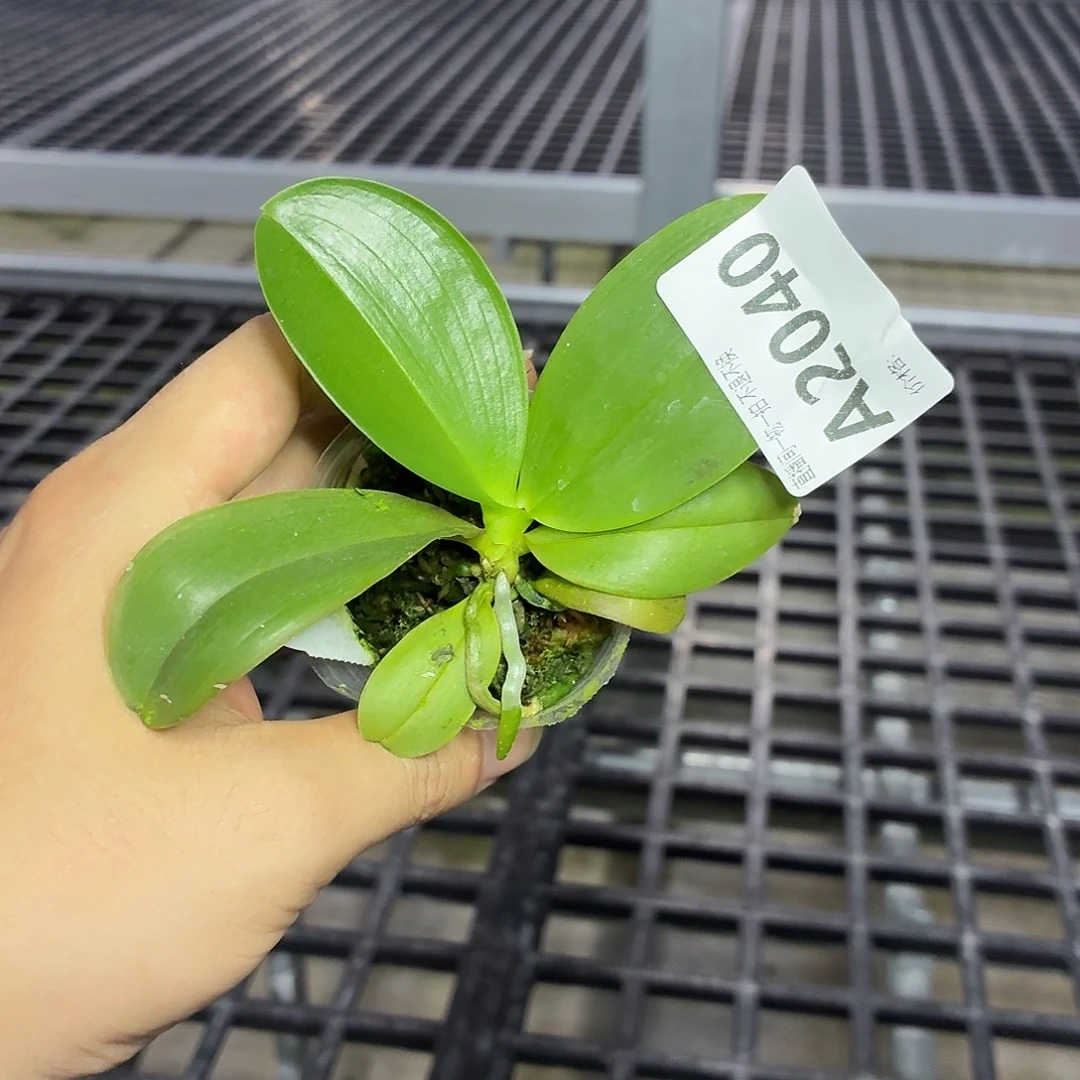 当前无花朵，栽培后可花朵A2040yss1279