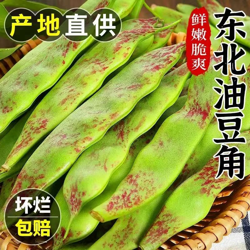 正宗东北油豆角新鲜蔬菜当天当季采摘农家自种将军一点红油豆角
