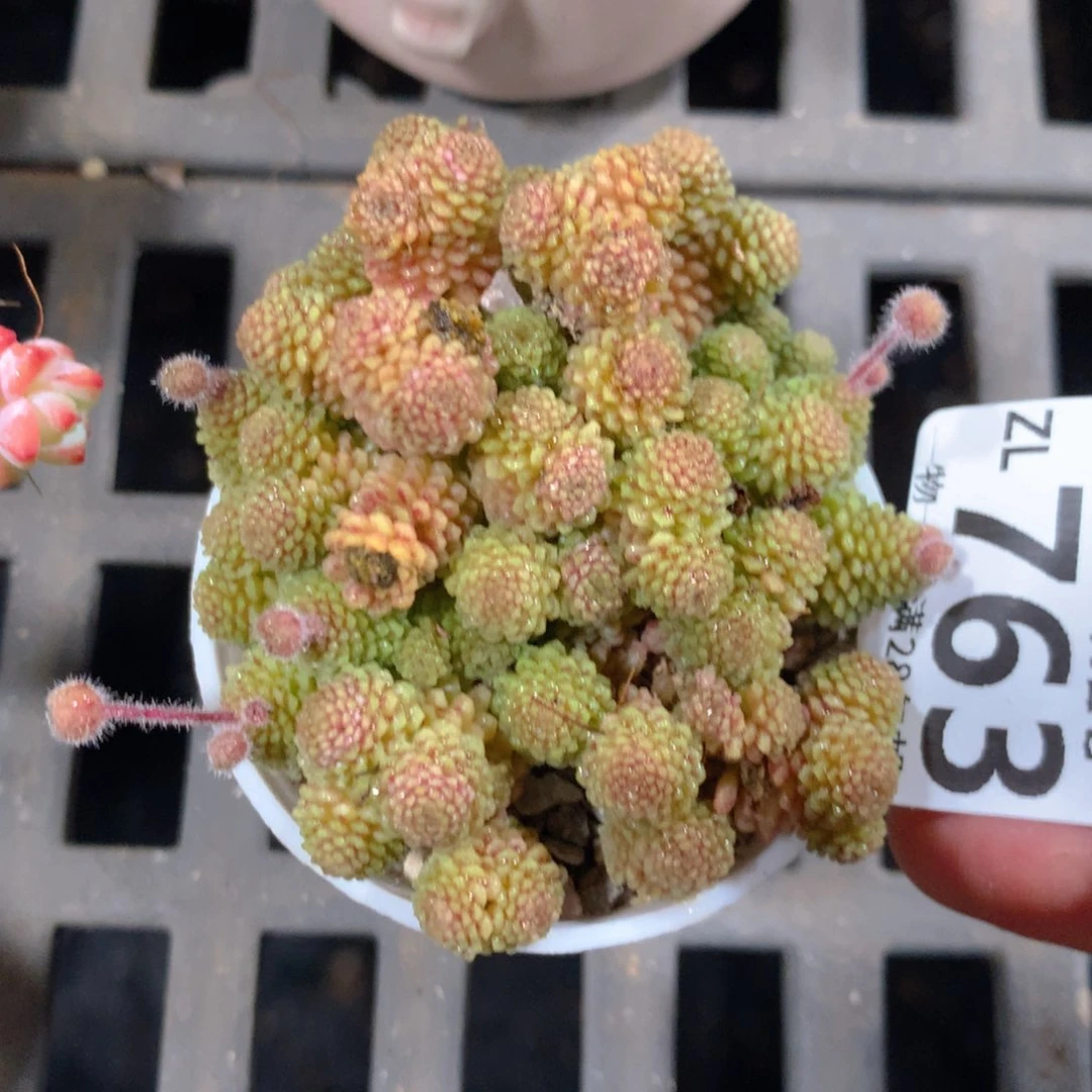 5CM拇指盆精控多肉ZL763