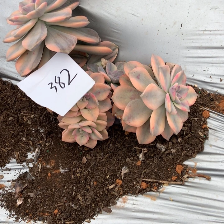 薄***空紫乐锦382 晓晓一物一拍