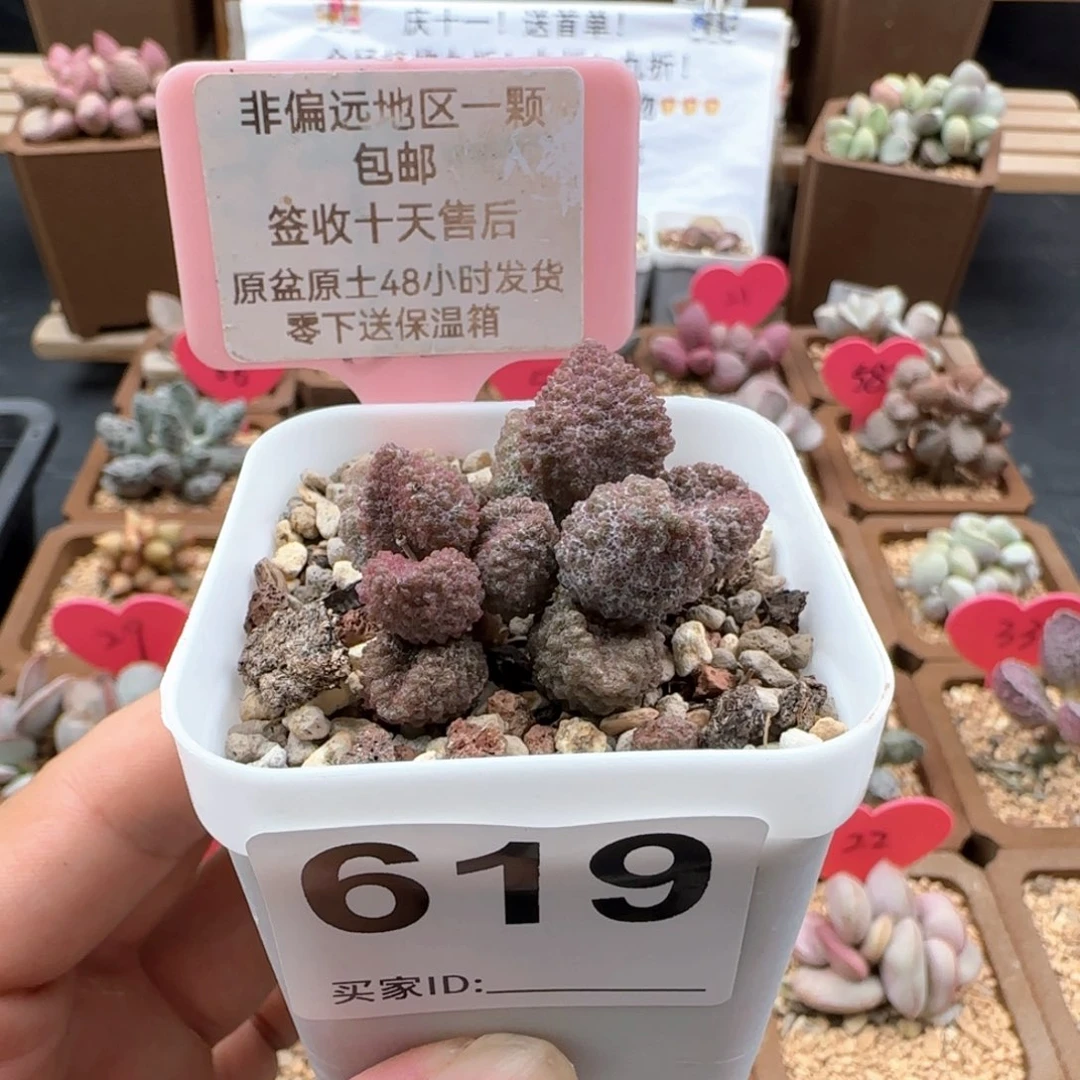 619荔枝皮多肉植物
