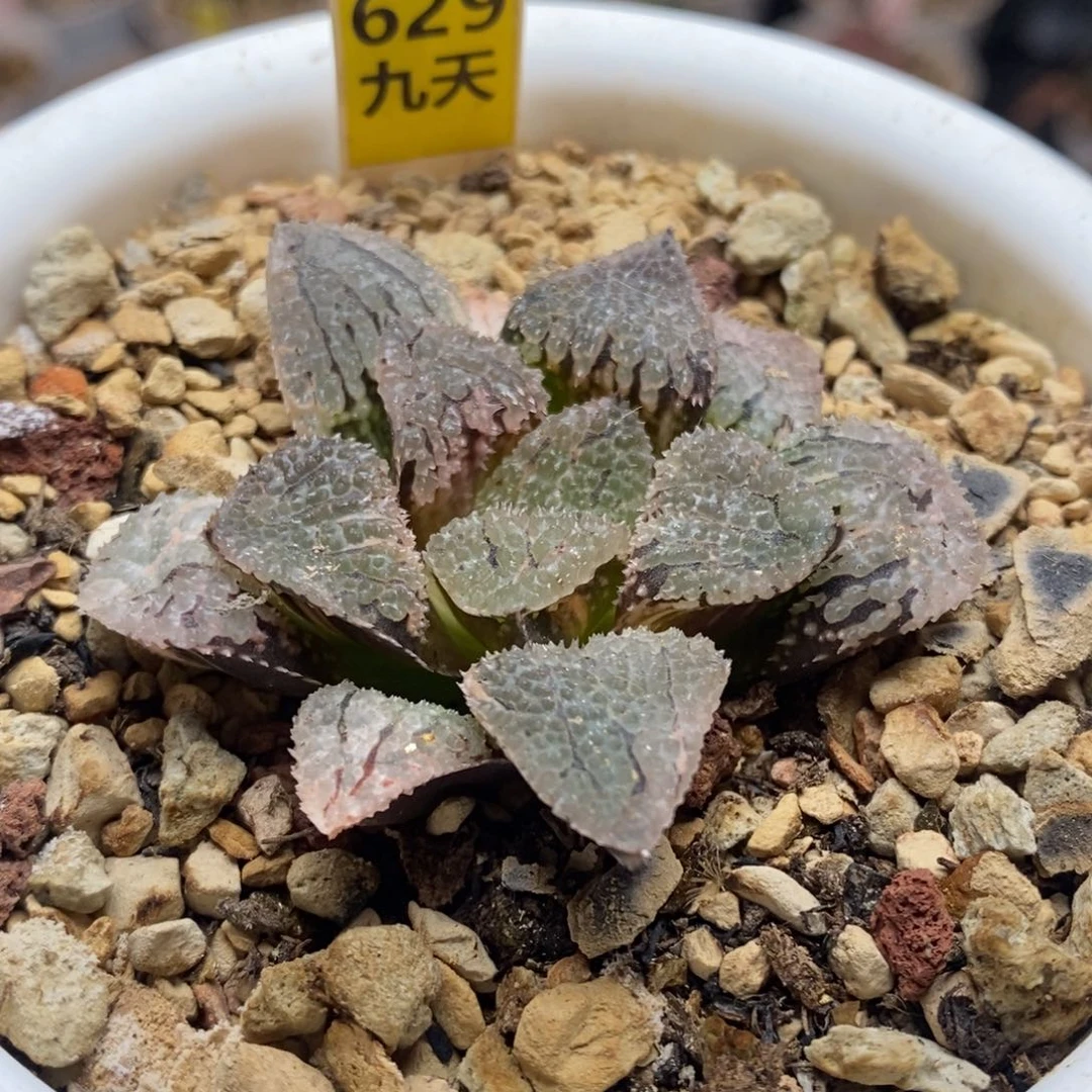 629号具味城锦多肉植物