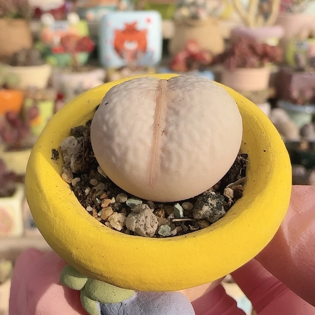 圆滚滚高尔夫 盆口2.5cm