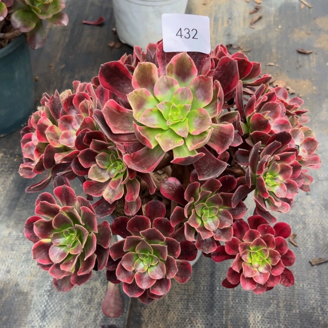 432美杜莎捧花朵朵