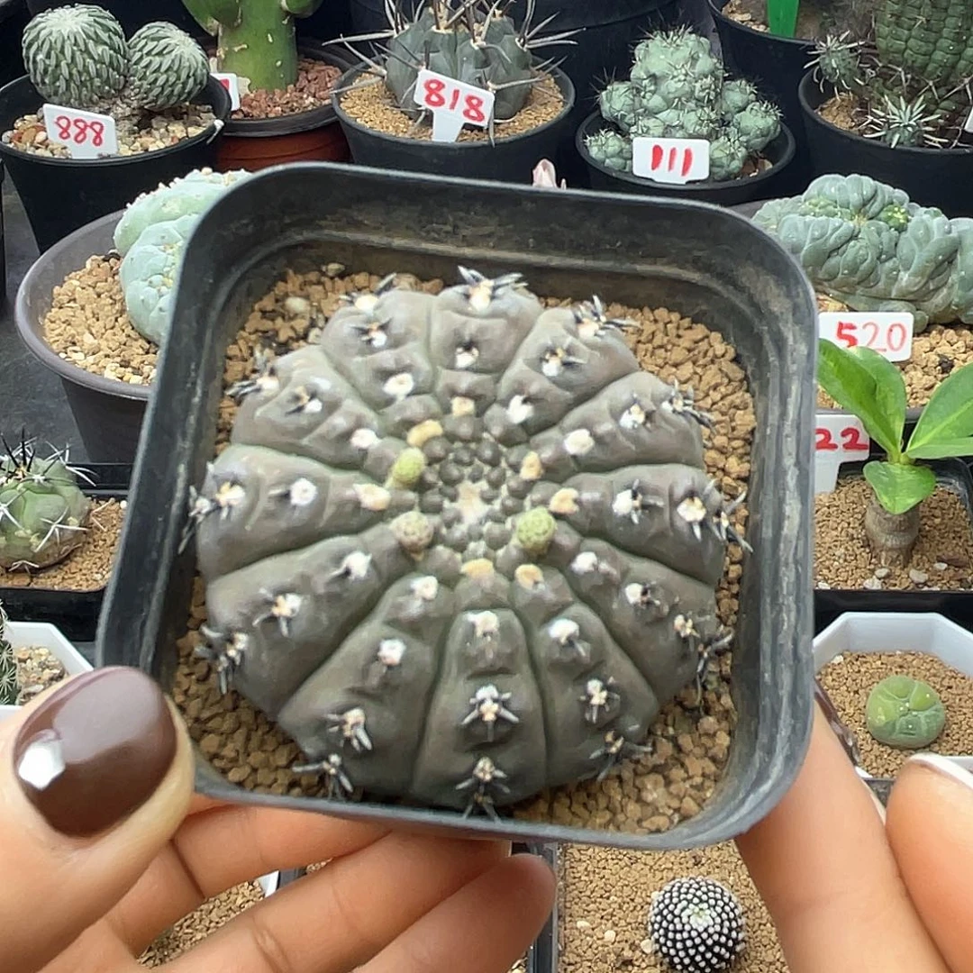 短豪刺黑刺凤头仙人球