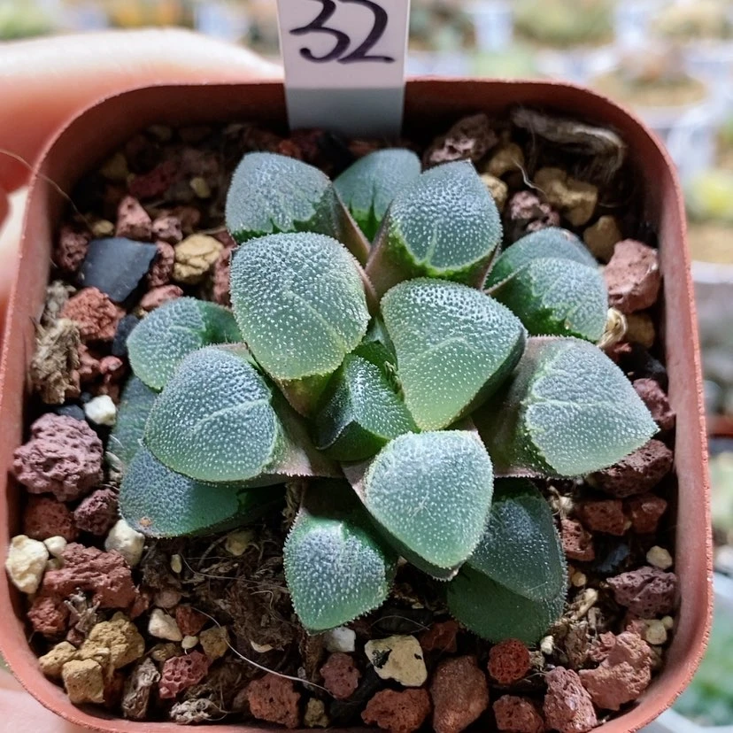【闪购商品】32翠贝