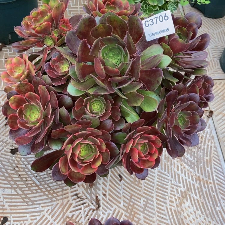 【闪购商品】@****雅3706韶秀多肉