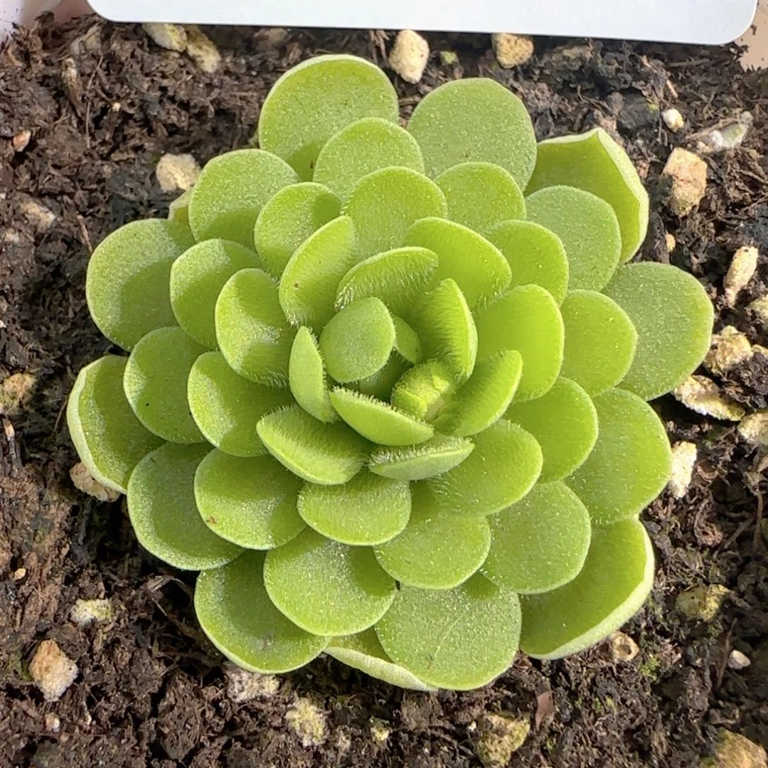 多肉1226-78捕虫堇