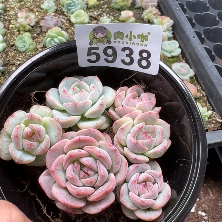 多肉植物多肉植物
