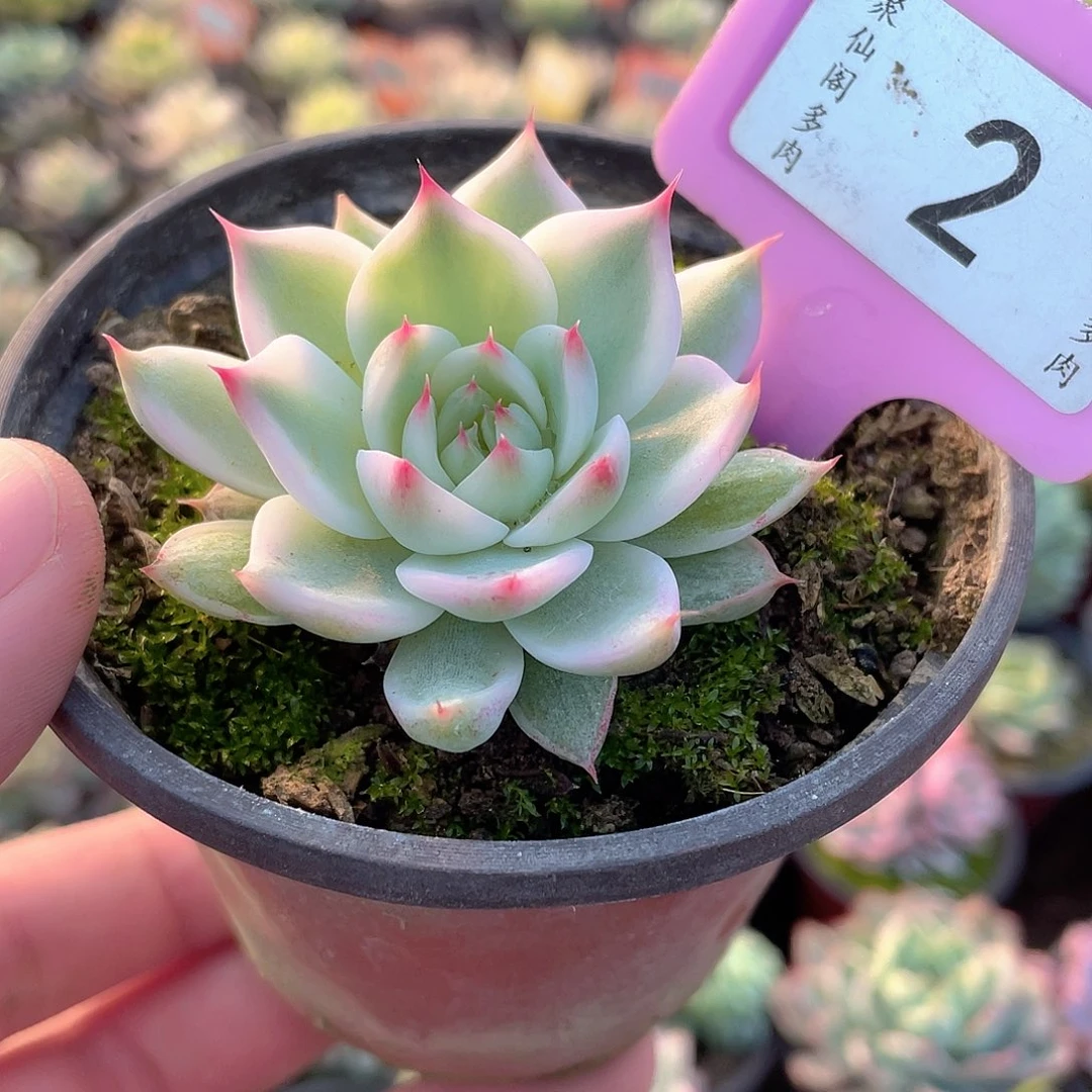 吉娃娃锦2号多肉植物