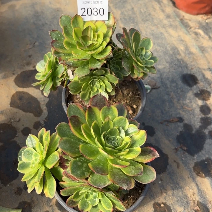 2颗多肉法师多肉2030