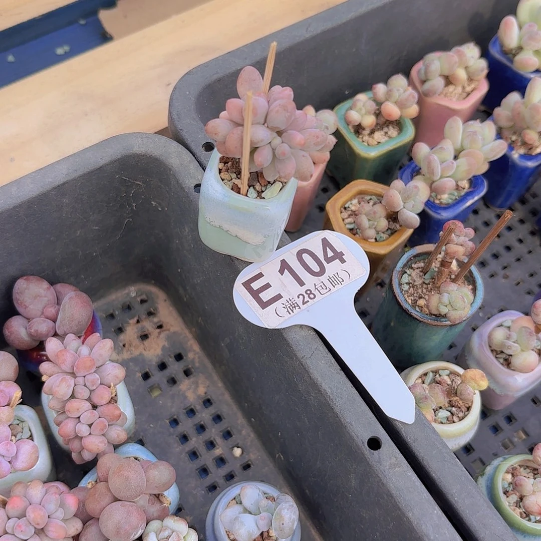 E104手指奶一物一拍