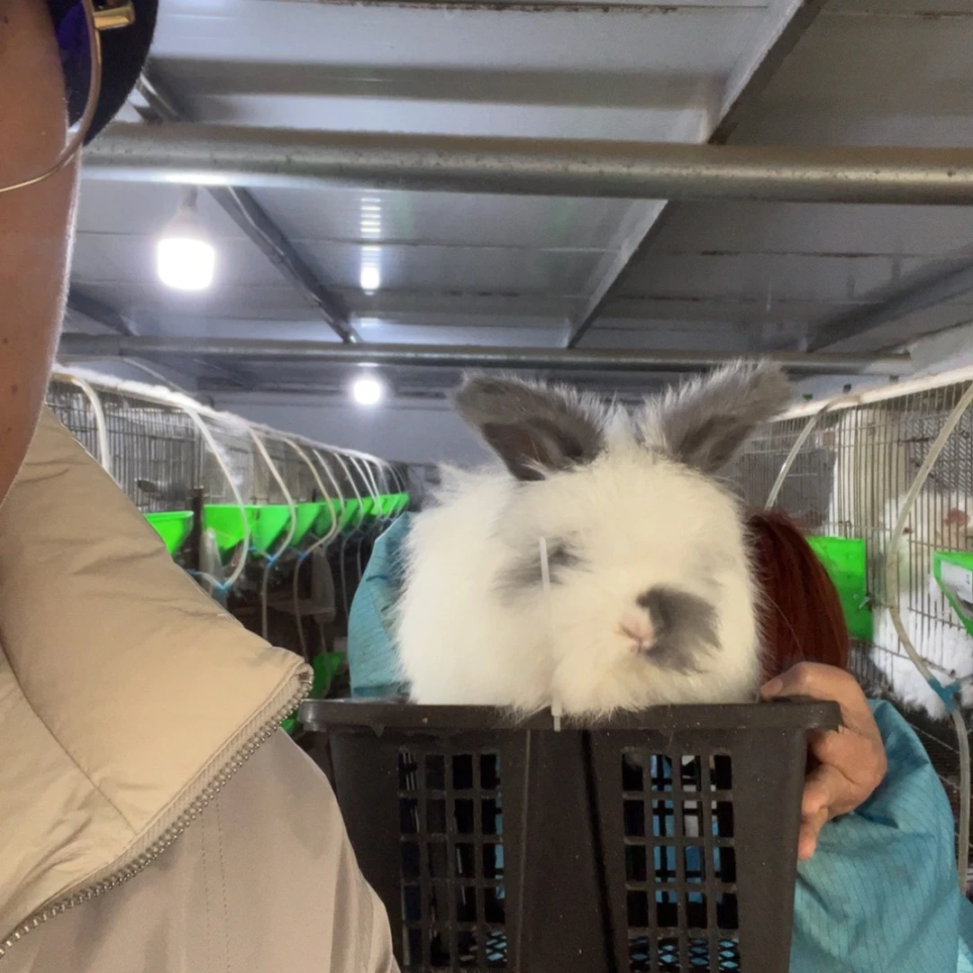 I***扯双血统荷兰垂耳兔