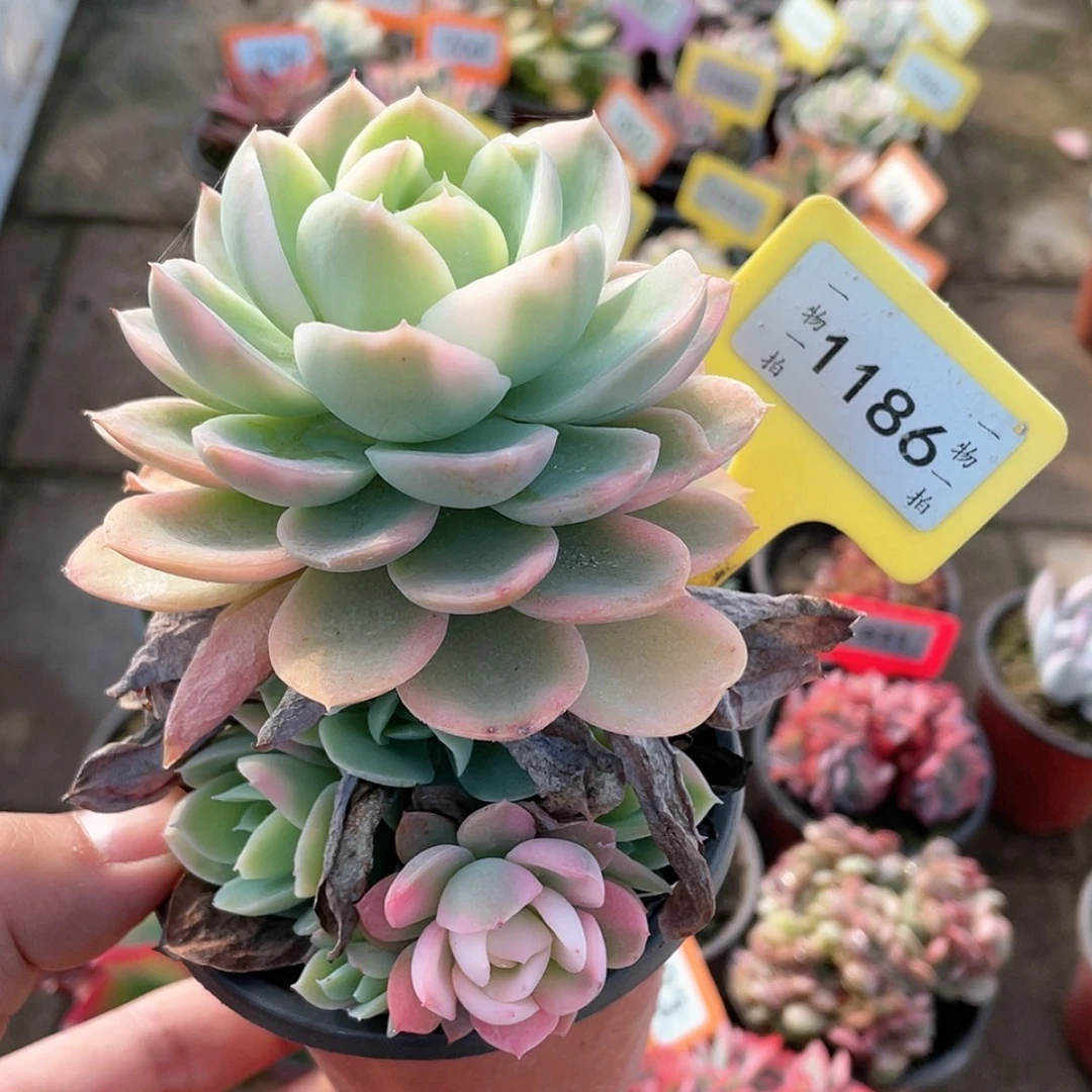 【闪购商品】1186号