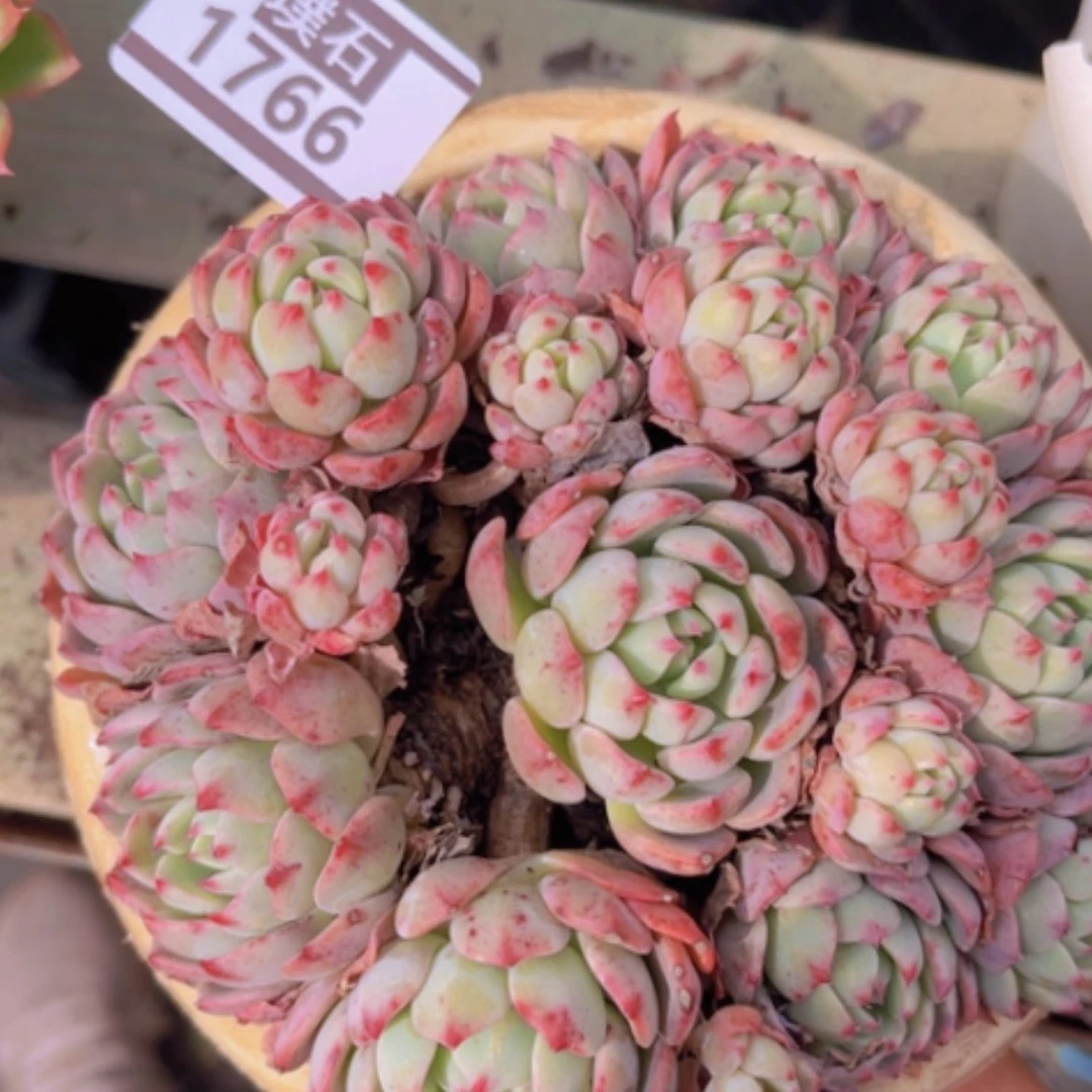 【闪购商品】娜娜1766多肉