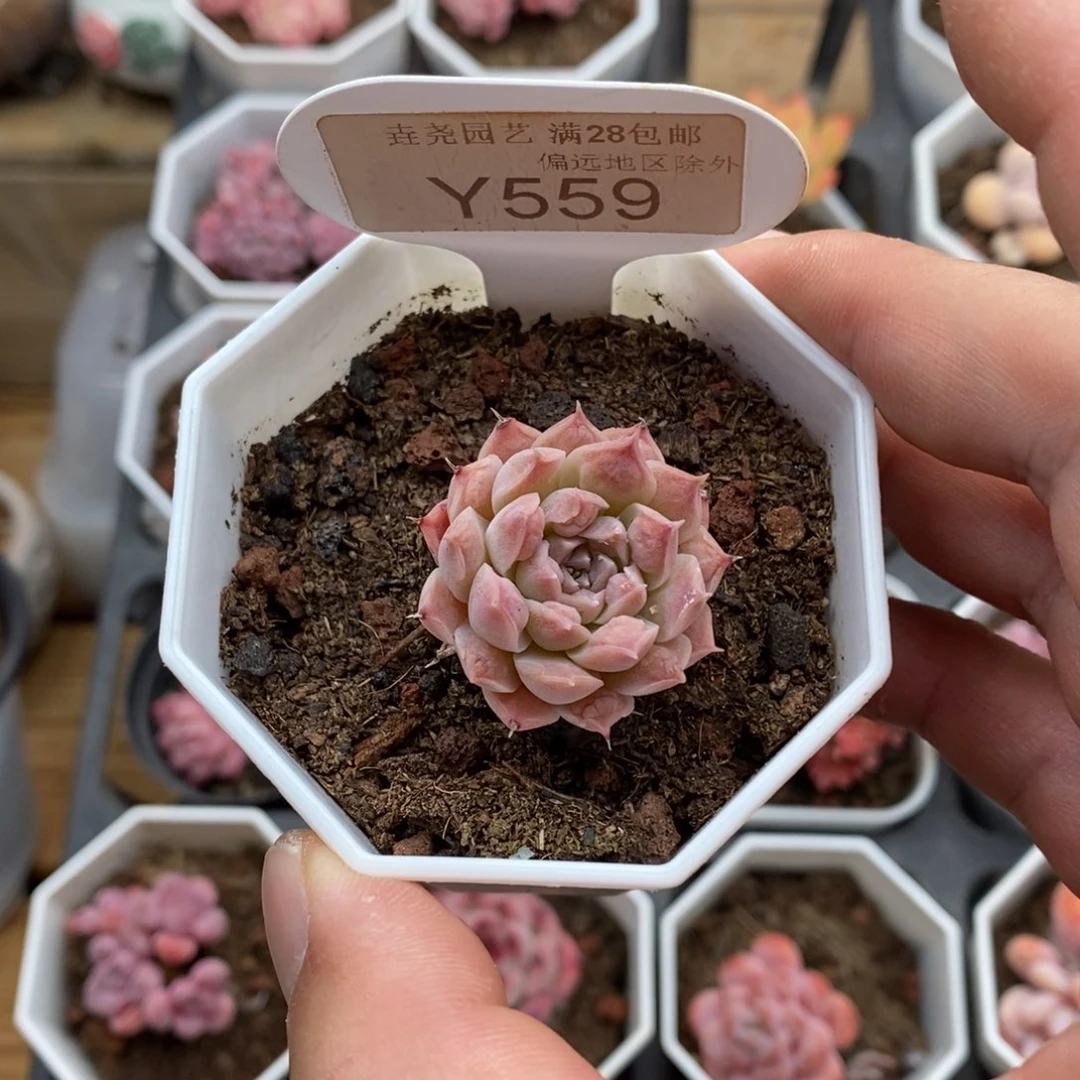 0559 瘤财单头 2.5cm