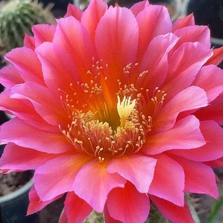 星期天带根高12公分毛花柱