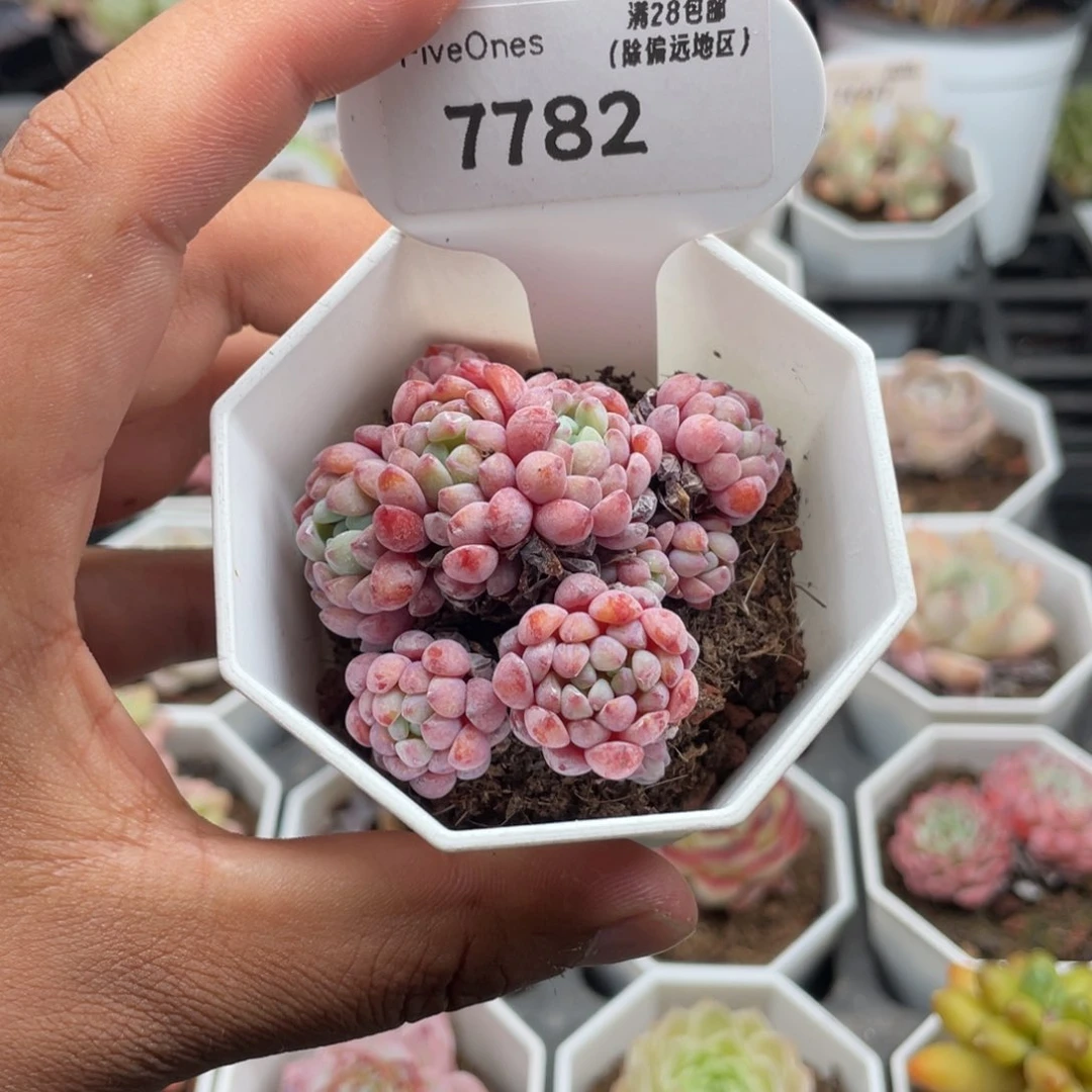 7782娜娅小精灵4.5厘米