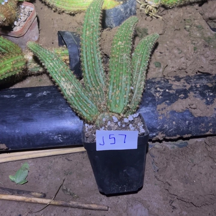 冰***洁J57自根金妞甜心30