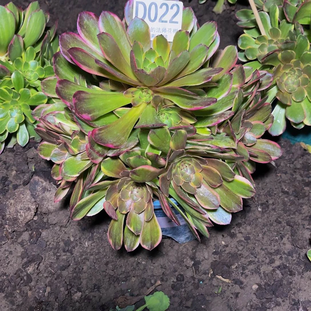 法师法师26-50。包邮法师