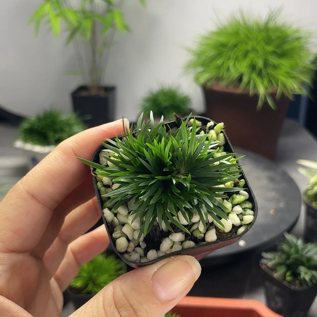 海***壳无花朵菖蒲贵船台