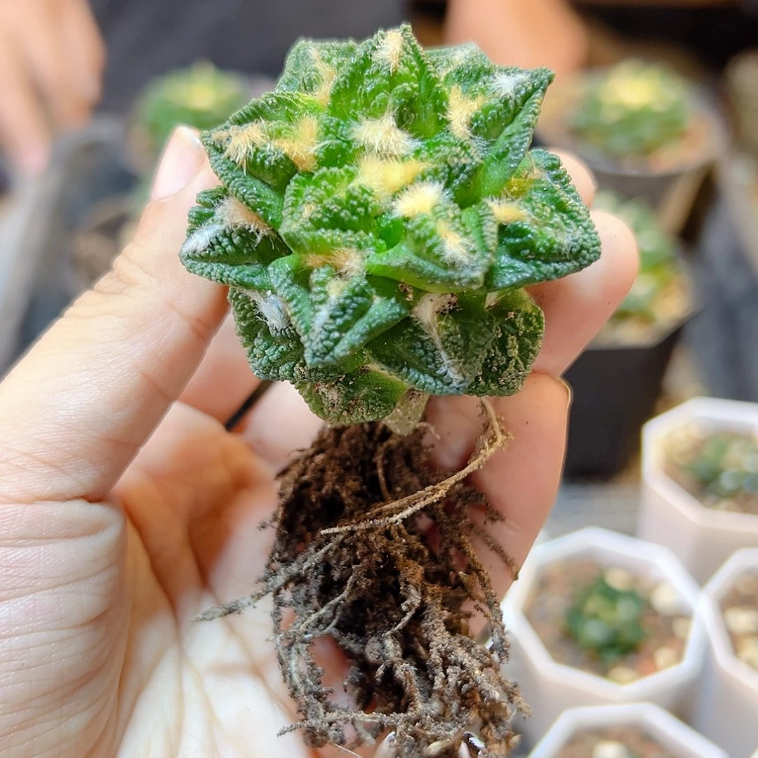 自根辛盾牡丹4.5公分小萝卜根