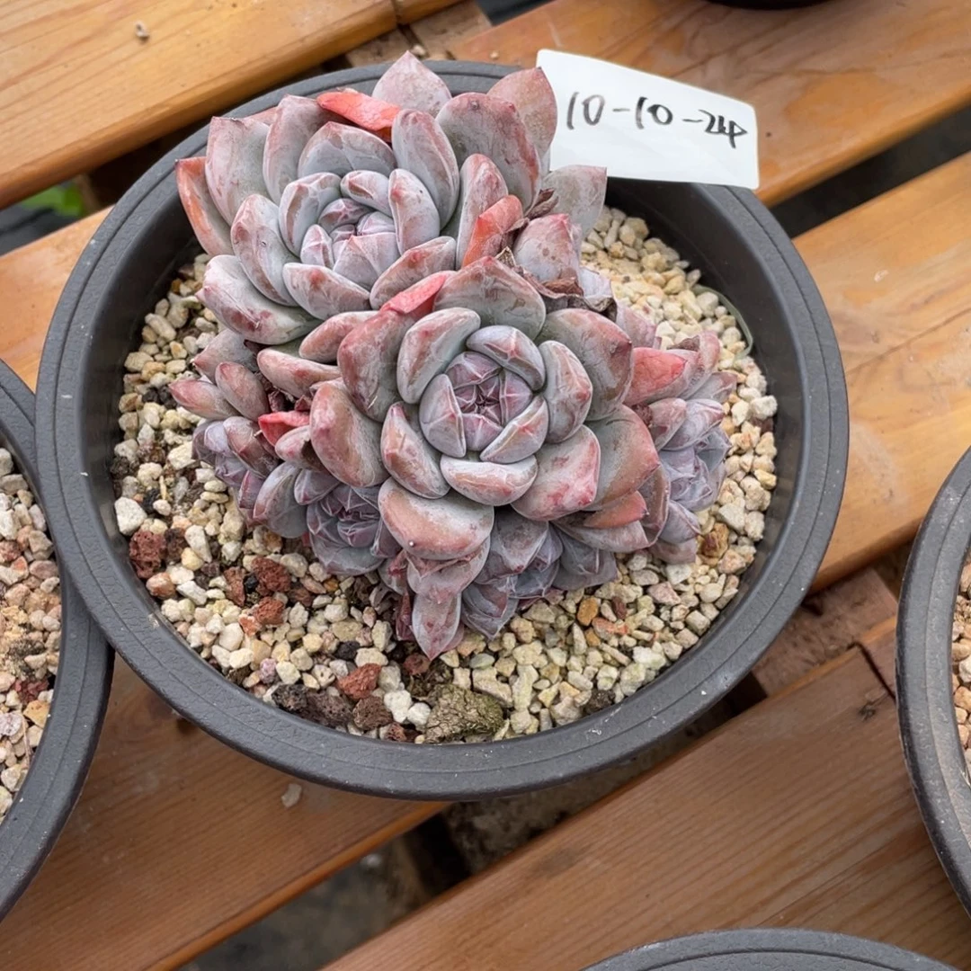 大***鱼10-10-24静好多肉园艺