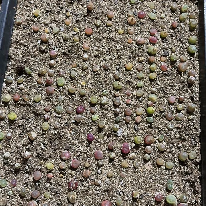 生石花1111。   577