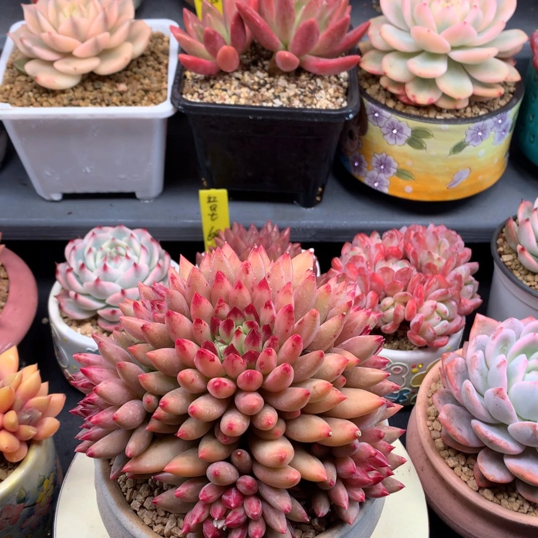 我们家的小仙女们