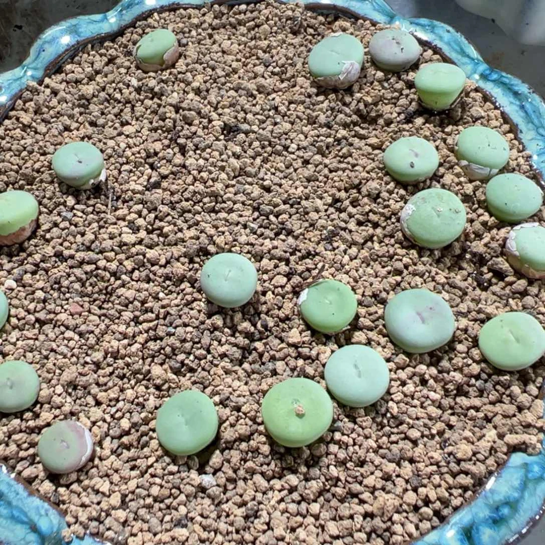 量拍sub小红嘴10颗