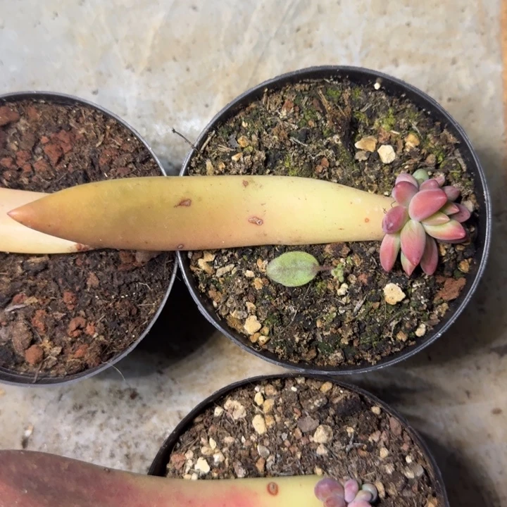 克里斯朵 叶插  一物一拍