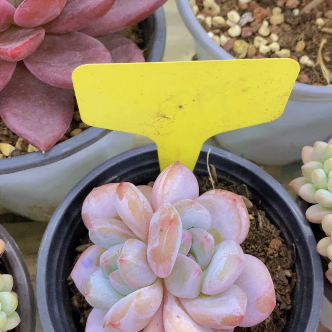 活动专场，最后一场，一单包邮