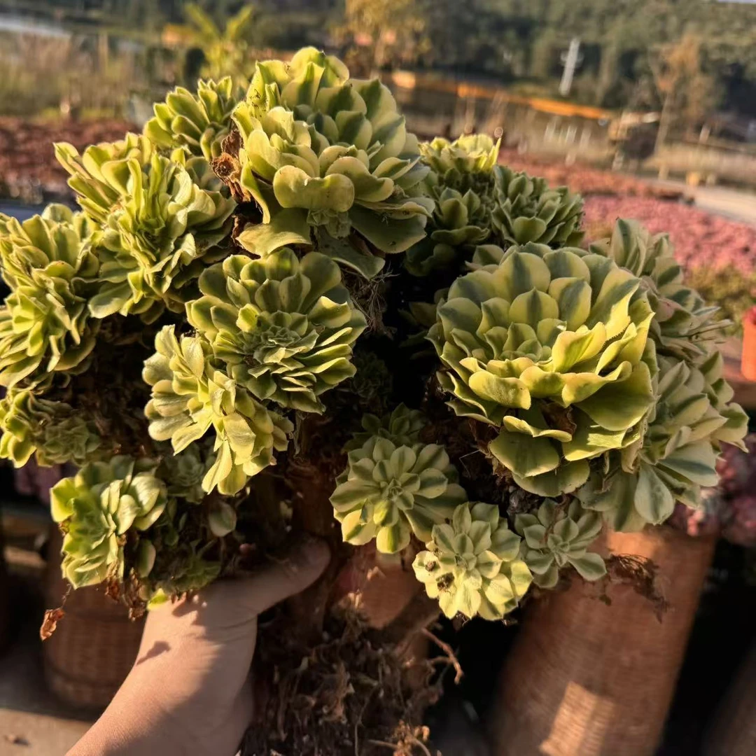 云漫多肉 迈巴赫缀化  多肉植物