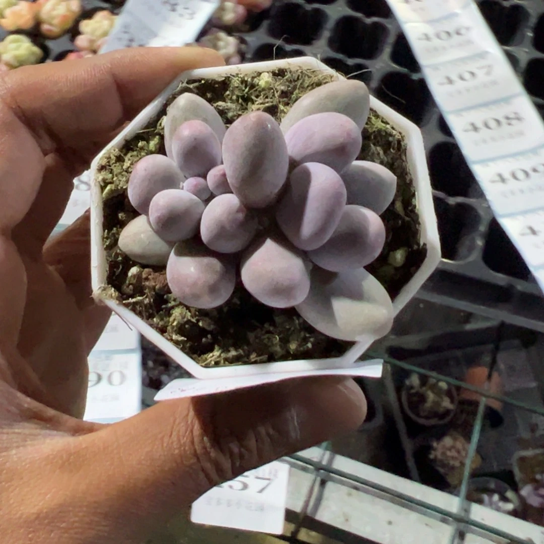 夏***沫391号双头米可奶酪一物一拍满18包邮