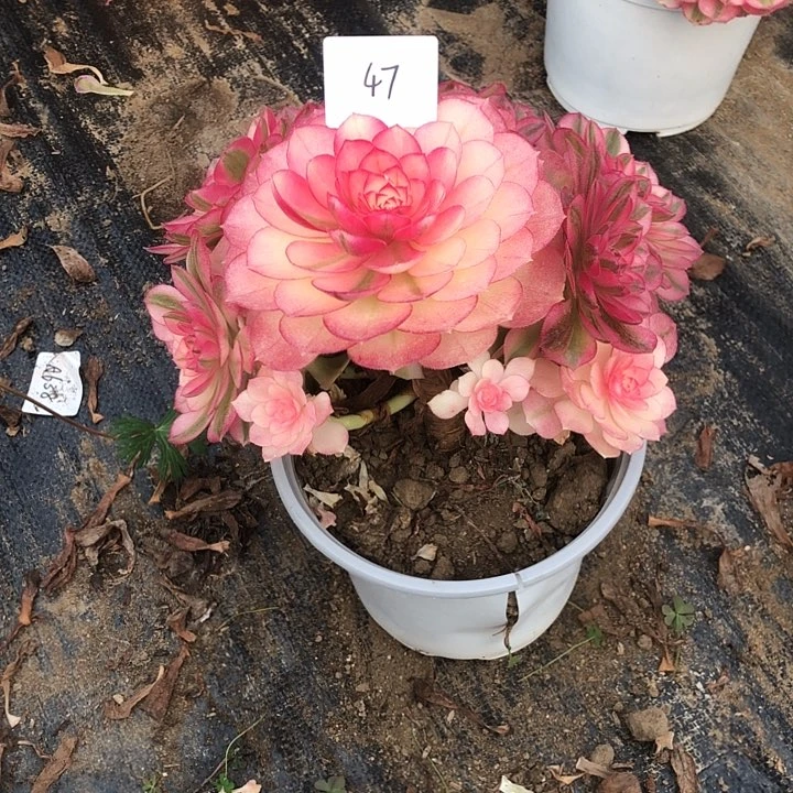 “**”47号 倾城 多肉植物