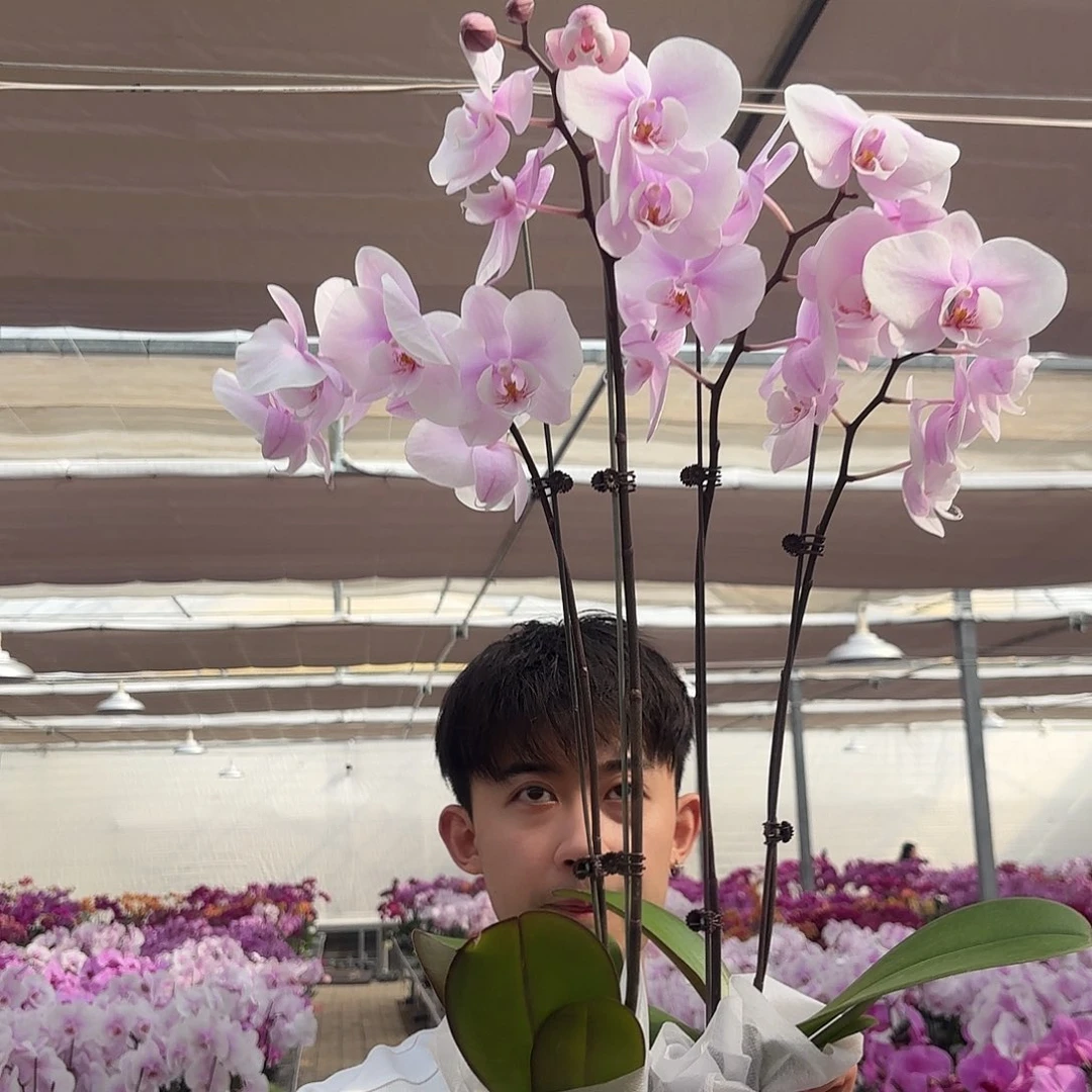 完全开放阿尔提雅双剑2颗